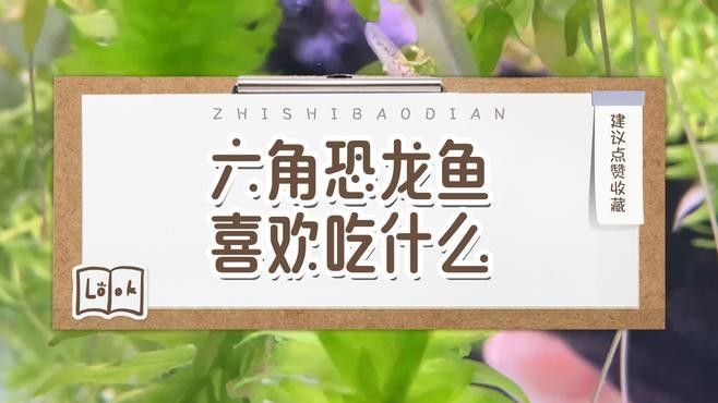 哪種活餌最適合恐龍魚？ 哪種活餌最適合恐龍魚？ 龍魚百科 第7張