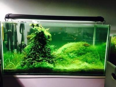 紅龍魚價格多少錢一條最貴(紅龍魚價格多少錢一條最貴)（紅龍魚價格多少錢一條） 紅龍魚價格多少錢一條最貴(紅龍魚價格多少錢一條最貴)（紅龍魚價格多少錢一條） 觀賞魚百科