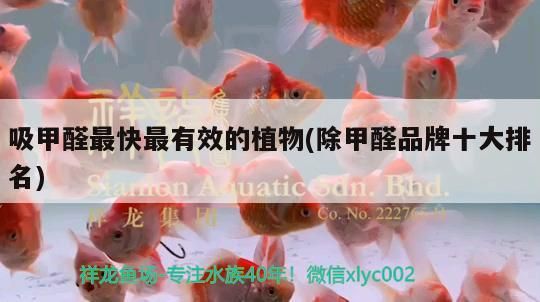 吸甲醛最快最有效的植物(除甲醛品牌十大排名)（吸甲醛最快最有效的植物） 吸甲醛最快最有效的植物(除甲醛品牌十大排名)（吸甲醛最快最有效的植物） 觀賞魚百科