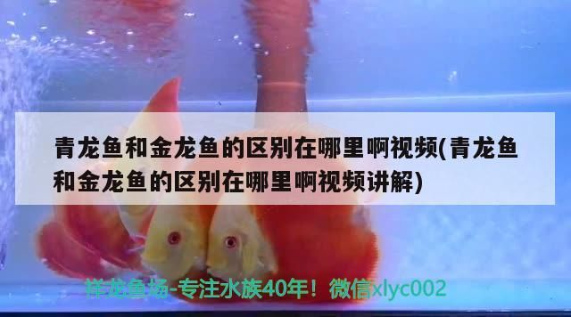 青龍魚和金龍魚的區別在哪里啊視頻(青龍魚和金龍魚的區別在哪里啊視頻講解)（青龍魚和金龍魚的區別） 青龍魚和金龍魚的區別在哪里啊視頻(青龍魚和金龍魚的區別在哪里啊視頻講解)（青龍魚和金龍魚的區別） 觀賞魚百科