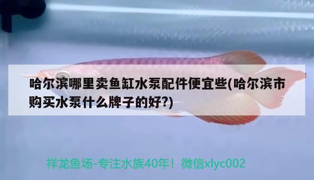 哈爾濱哪里賣魚缸水泵配件便宜些(哈爾濱市購買水泵什么牌子的好？) 哈爾濱哪里賣魚缸水泵配件便宜些(哈爾濱市購買水泵什么牌子的好？) 觀賞魚百科