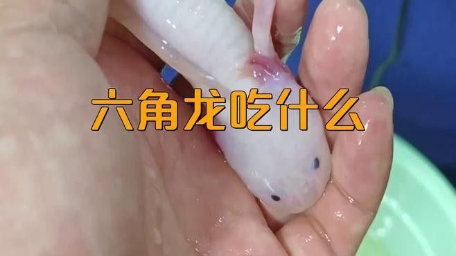 六角龍魚的食物有哪些？（六角龍魚的飼養技術）