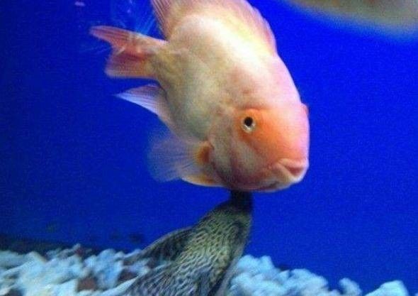 飛鳳魚為什么會吸食龍魚黏膜