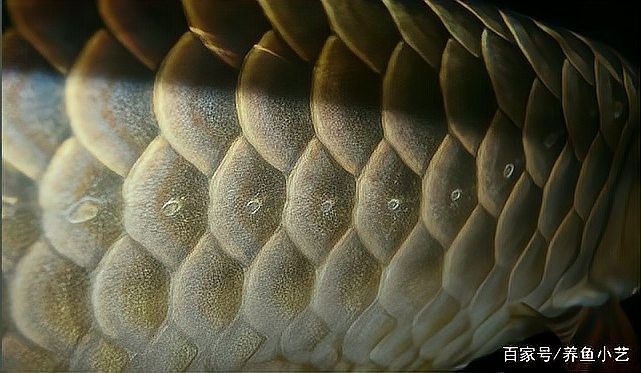 金龍魚側線孔堵塞怎么辦？（金龍魚側線孔堵塞怎么辦） 金龍魚側線孔堵塞怎么辦？（金龍魚側線孔堵塞怎么辦） 龍魚百科 第7張