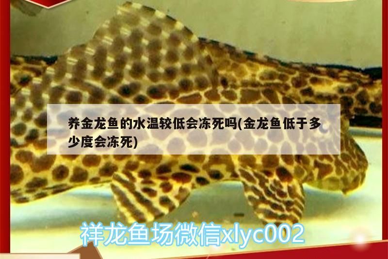 養金龍魚的水溫較低會凍死嗎(金龍魚低于多少度會凍死)（養金龍魚的水溫較低會凍死、養金龍魚的水溫較低會凍死嗎）