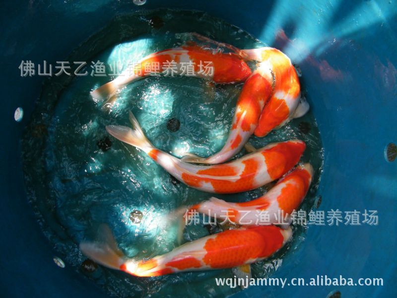 獎(jiǎng)品以收到（獎(jiǎng)品以收到，期待已久的毛球到了）