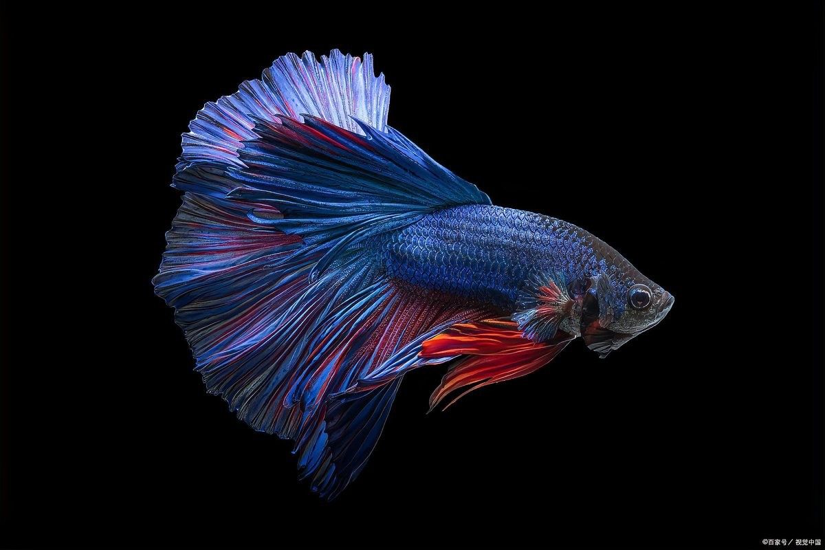 金龍魚(yú)溫度過(guò)高會(huì)怎樣（龍魚(yú)水溫過(guò)高會(huì)對(duì)金龍魚(yú)造成以下幾方面的影響）