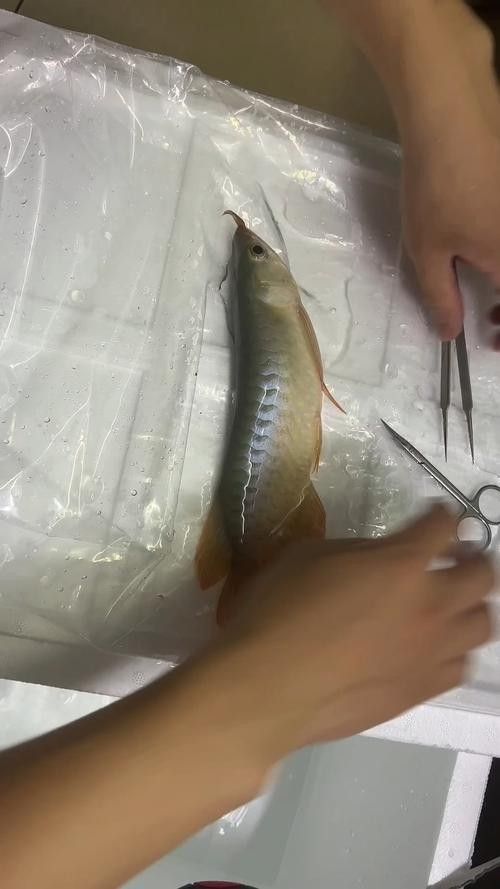 如何聯(lián)系有資質(zhì)的紅龍魚美容師？