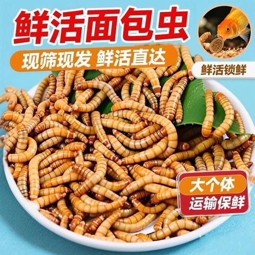 金龍魚吃面包蟲有哪些注意事項