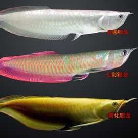 金龍魚的品牌溢價能力如何