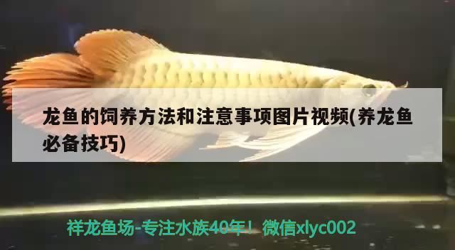 龍魚的飼養方法和注意事項圖片視頻(養龍魚必備技巧)（養龍魚的注意事項）