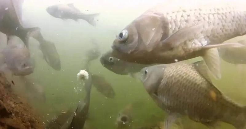 如何避免雷龍魚中鉤后脫鉤？（如何避免雷龍魚中鉤后脫鉤）