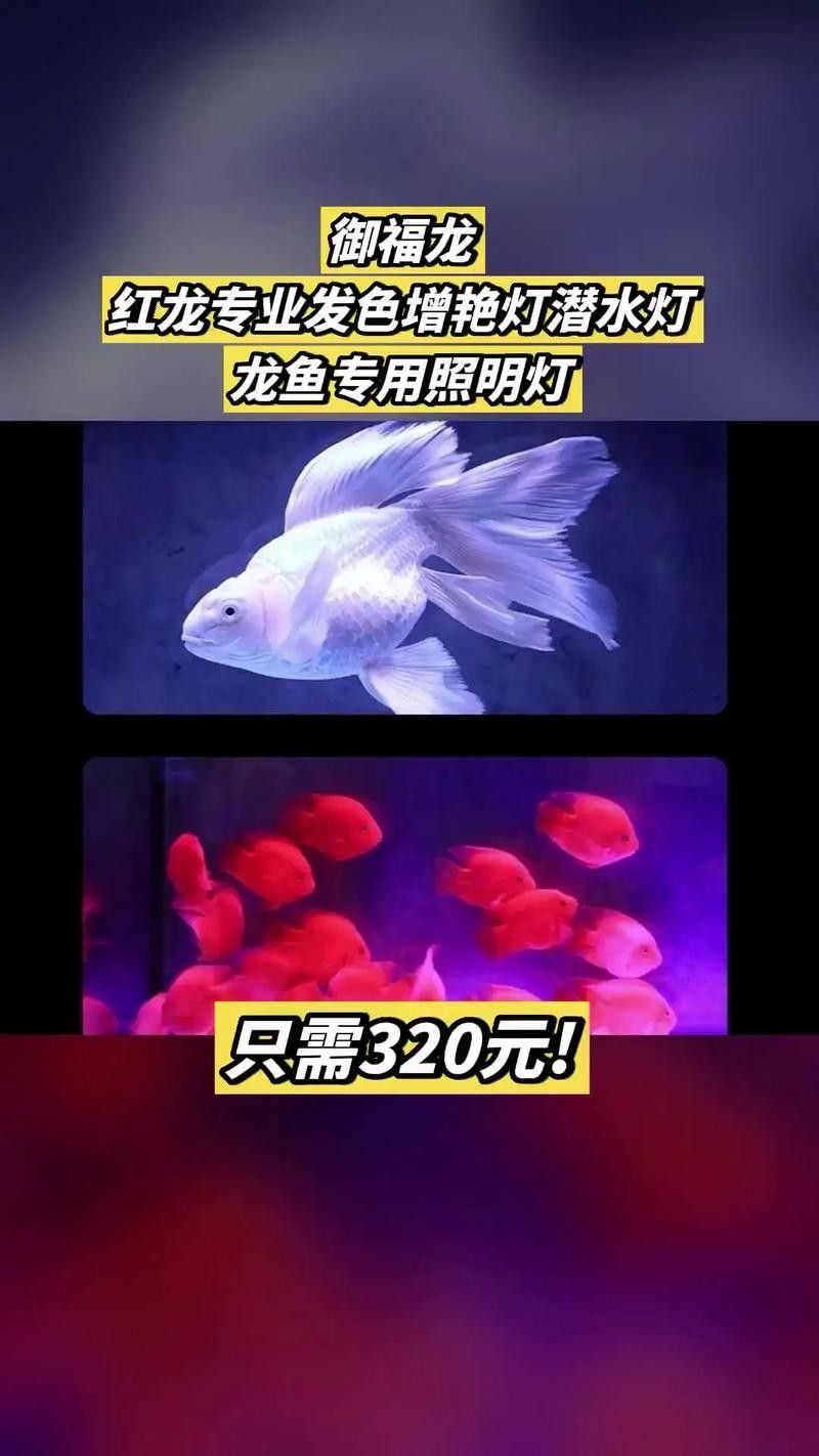 紅龍魚燈光搭配案例有哪些？（紅龍魚燈光搭配案例）