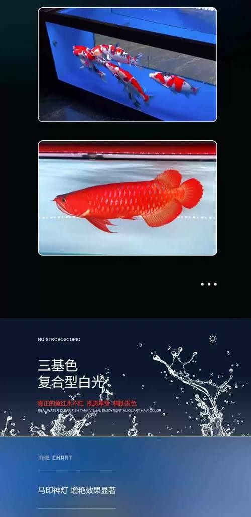 紅龍魚燈光搭配案例有哪些？（紅龍魚燈光搭配案例）