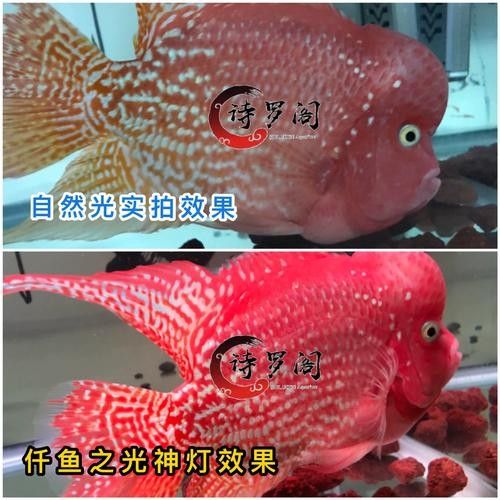 紅龍魚燈光搭配案例有哪些？（紅龍魚燈光搭配案例）