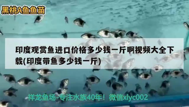 印度觀賞魚進口價格多少錢一斤啊視頻大全下載(印度帶魚多少錢一斤)
