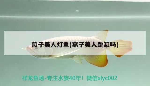 燕子美人燈魚(yú)(燕子美人跳缸嗎)（燕子美人燈魚(yú)好養(yǎng)嗎）