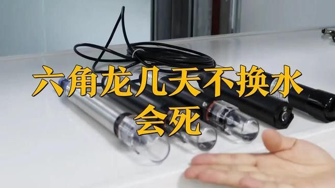 恐龍魚幼崽多久換一次水？（恐龍魚幼崽的換水頻率）