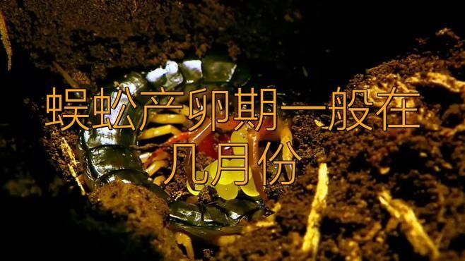 紅龍蜈蚣繁殖周期是多久？（紅龍蜈蚣的生長周期是多少天）