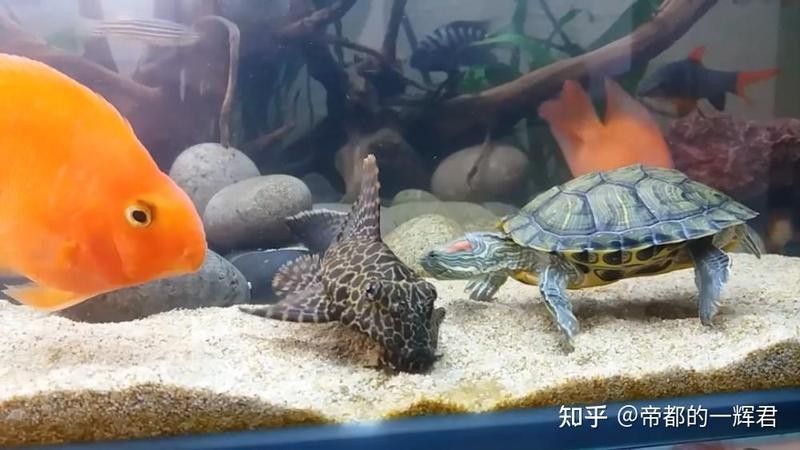 斑馬狗頭魚和豬鼻龜混養的成功率有多高？（斑馬狗頭魚和豬鼻龜混養的成功率）