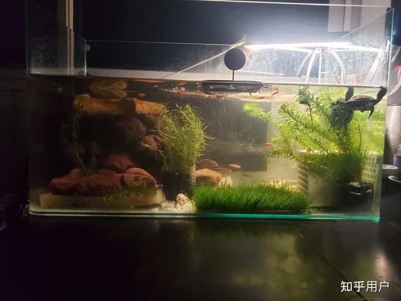 斑馬狗頭魚和豬鼻龜混養的成功率有多高？（斑馬狗頭魚和豬鼻龜混養的成功率）