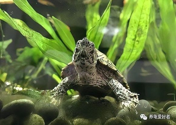 斑馬狗頭魚和豬鼻龜混養的成功率有多高？（斑馬狗頭魚和豬鼻龜混養的成功率）