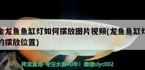 金龍魚魚缸燈如何擺放圖片視頻(龍魚魚缸燈的擺放位置)（金龍魚魚缸燈如何擺放）