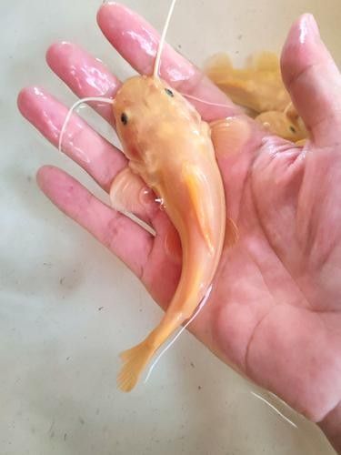 如何挑選健康的黃化龍魚（健康漂亮的龍魚就在你的眼前!） 如何挑選健康的黃化龍魚（健康漂亮的龍魚就在你的眼前!） 龍魚百科 第6張