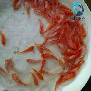 百色觀賞魚市場：廣西百色觀賞魚市場是一個以養殖和銷售為主的商業區域