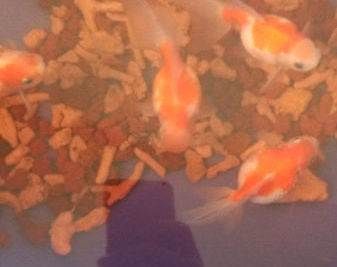 百色觀賞魚市場：廣西百色觀賞魚市場是一個以養殖和銷售為主的商業區域