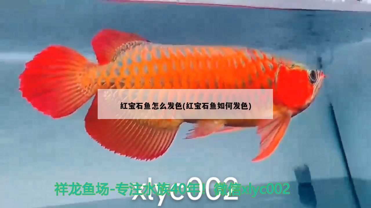 紅寶石魚怎么發色(紅寶石魚如何發色)（紅寶石魚怎么發色） 紅寶石魚怎么發色(紅寶石魚如何發色)（紅寶石魚怎么發色） 觀賞魚百科