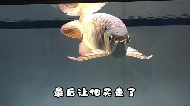 龍魚飼養日志如何記錄（20-30公分龍魚飼養技巧與注意事項）