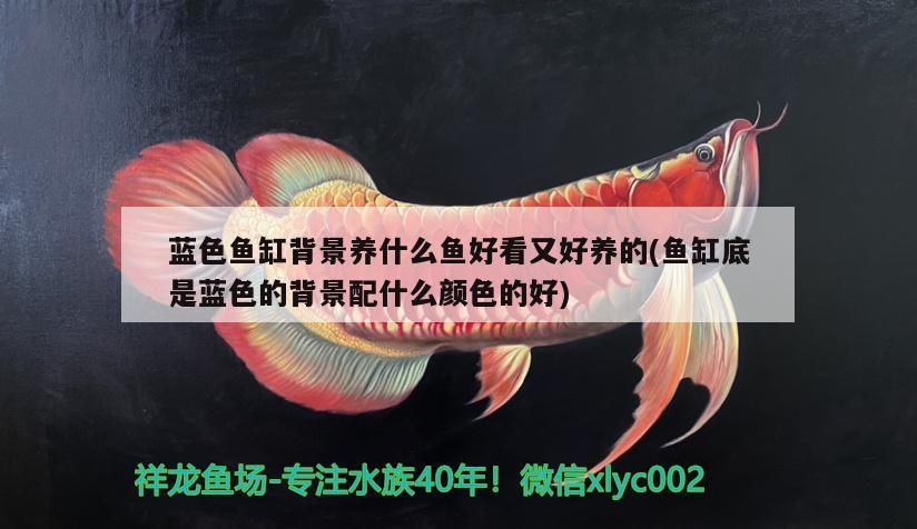 藍色魚缸背景養(yǎng)什么魚好看又好養(yǎng)的(魚缸底是藍色的背景配什么顏色的好)（藍色背景養(yǎng)什么魚好看又好養(yǎng)）