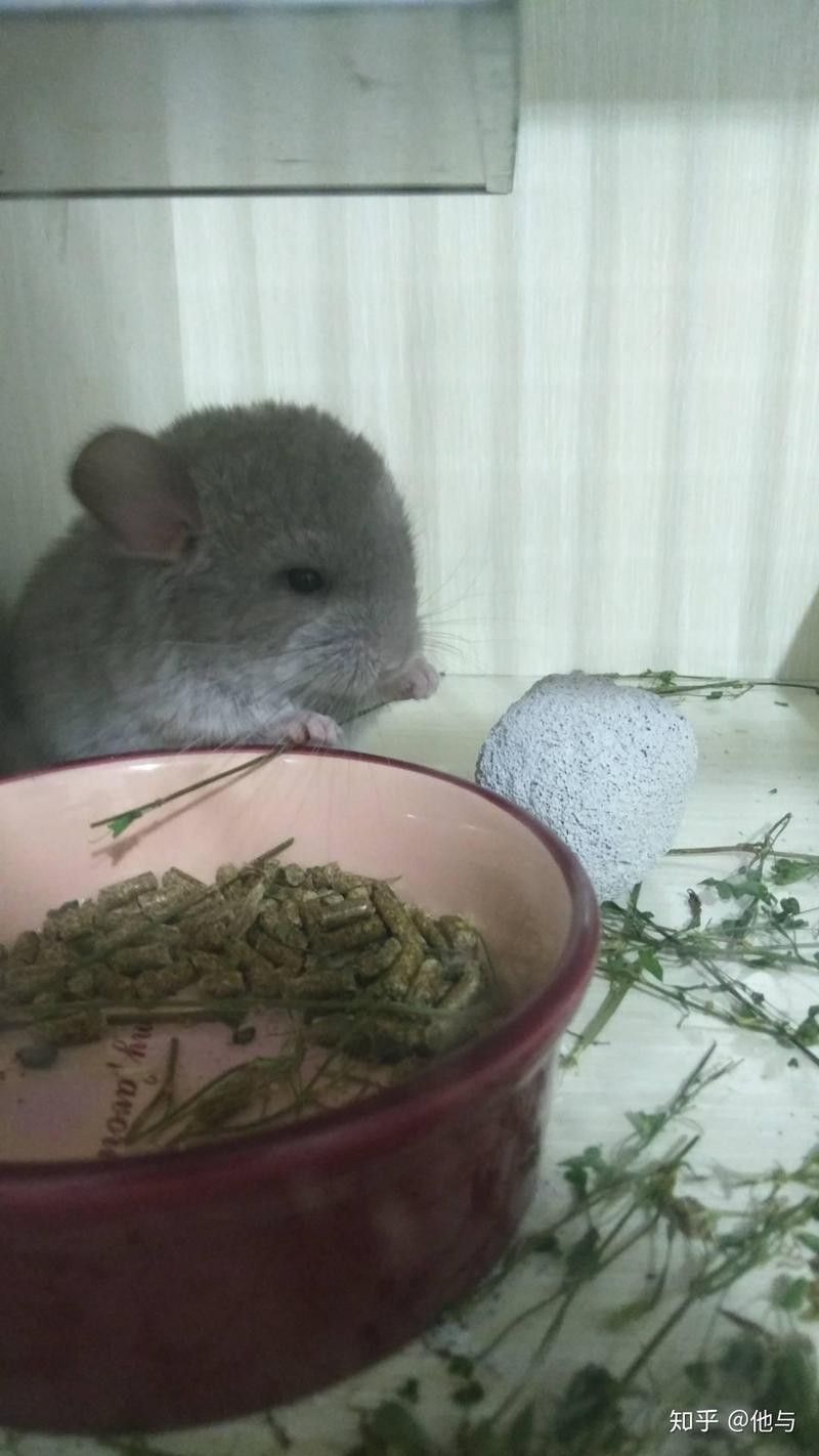龍貓多久生一次？（龍貓多久繁殖一次比較好） 龍貓多久生一次？（龍貓多久繁殖一次比較好） 龍魚百科 第7張