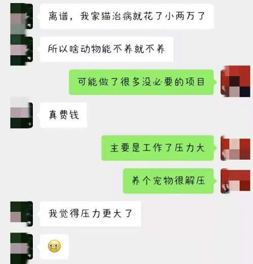 龍貓多久生一次？（龍貓多久繁殖一次比較好） 龍貓多久生一次？（龍貓多久繁殖一次比較好） 龍魚百科 第8張