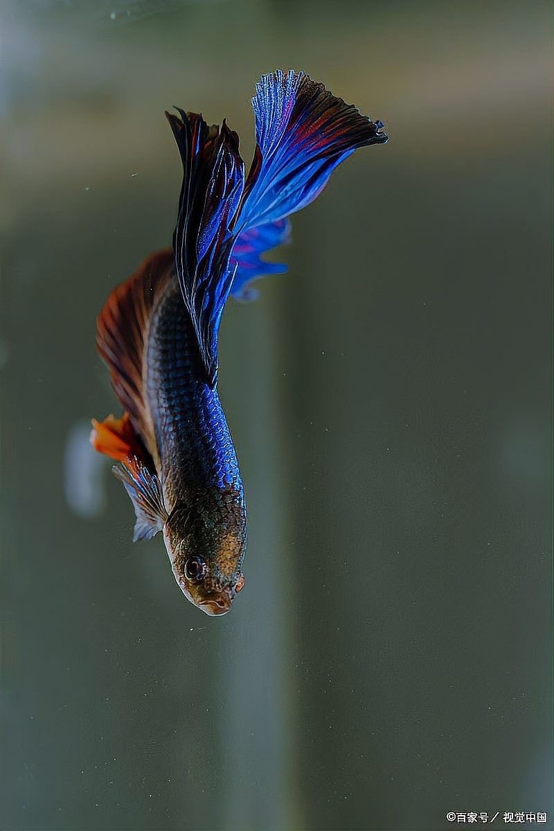如何預(yù)防蝴蝶鯉受傷感染？（蝴蝶鯉受傷怎么辦，蝴蝶鯉飼養(yǎng)全攻略）