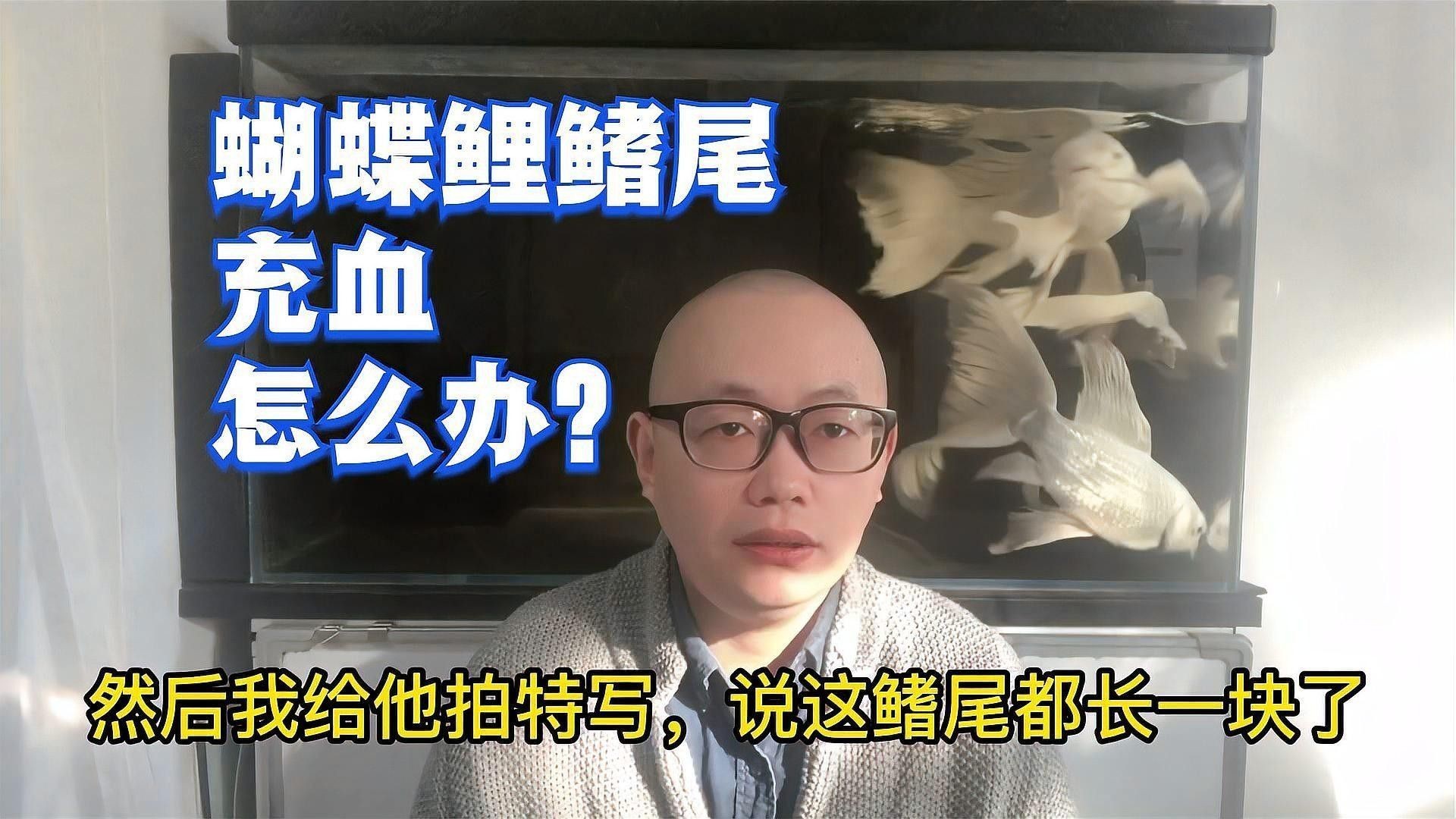 如何預(yù)防蝴蝶鯉受傷感染？（蝴蝶鯉受傷怎么辦，蝴蝶鯉飼養(yǎng)全攻略）