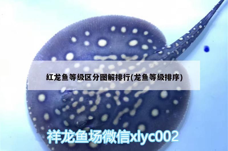 小型魚 紅龍魚等級區分圖解排行(龍魚等級排序)(紅龍魚的等級區分圖解) 觀賞魚百科 紅龍魚等級區分圖解排行(龍魚等級排序)(紅龍魚的等級區分圖解) 紅龍魚等級區分圖解排行(龍魚等級排序)(紅龍魚的等級區分圖解) 觀賞魚百科