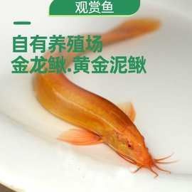 金龍魚(yú)魚(yú)苗的價(jià)格是多少？（金龍魚(yú)魚(yú)苗的價(jià)格因地區(qū)、季節(jié)和供應(yīng)量的不同而有所差異）