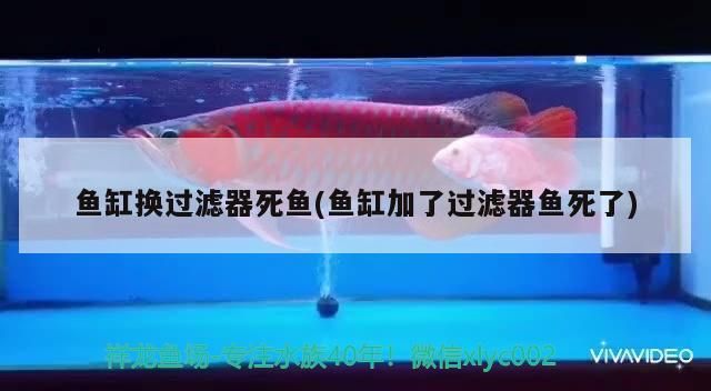 魚缸換過(guò)濾器死魚(魚缸加了過(guò)濾器魚死了)(魚缸換了過(guò)濾器材換水就死魚怎么回事?) 觀賞魚百科 魚缸換過(guò)濾器死魚(魚缸加了過(guò)濾器魚死了)(魚缸換了過(guò)濾器材換水就死魚怎么回事?) 魚缸換過(guò)濾器死魚(魚缸加了過(guò)濾器魚死了)(魚缸換了過(guò)濾器材換水就死魚怎么回事?) 觀賞魚百科