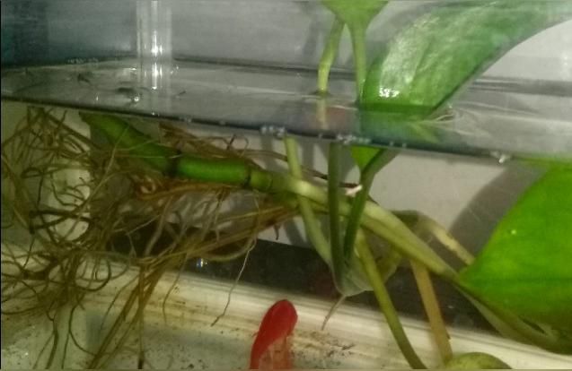 龍巖觀賞魚批發:超市里賣的小金魚能買嗎（巖觀賞魚批發，超市里賣的小金魚能買到嗎？） 龍巖觀賞魚批發:超市里賣的小金魚能買嗎（巖觀賞魚批發，超市里賣的小金魚能買到嗎？） 觀賞魚百科