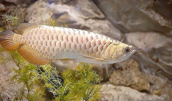 B過背金龍魚發(fā)色期間需要多大的缸？（b過背金龍魚發(fā)色期間需要多久換一次水b過背金龍魚） B過背金龍魚發(fā)色期間需要多大的缸？（b過背金龍魚發(fā)色期間需要多久換一次水b過背金龍魚） 龍魚百科 第3張