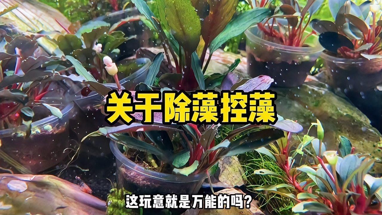 哪些水草可以抑制藻類生長（可以抑制藻類生長的水草）