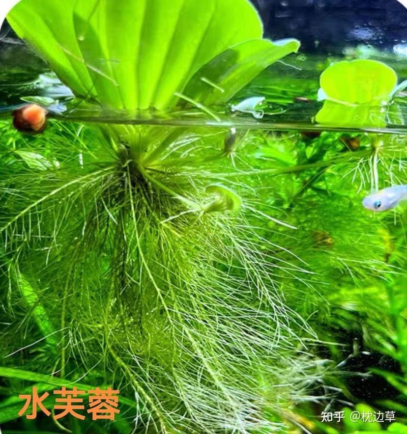 哪些水草可以抑制藻類生長（可以抑制藻類生長的水草）