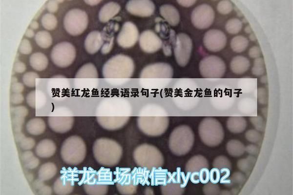 六百的魚缸能賣多少錢啊（六百的魚缸能賣多少錢啊一個）（二手魚缸值得買嗎）