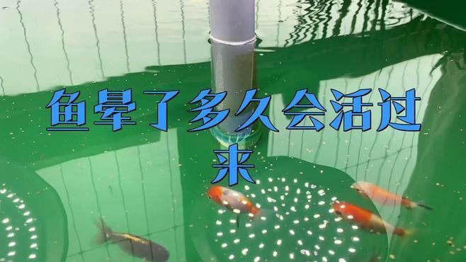 龍魚(yú)急救后多久會(huì)恢復(fù)（龍魚(yú)在經(jīng)過(guò)急救處理后多久能夠恢復(fù)） 龍魚(yú)急救后多久會(huì)恢復(fù)（龍魚(yú)在經(jīng)過(guò)急救處理后多久能夠恢復(fù)） 龍魚(yú)百科 第1張