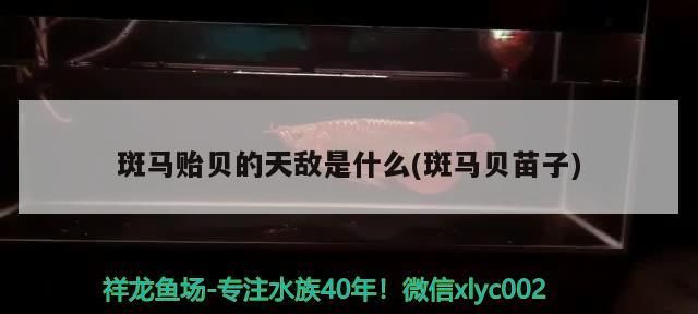 魚缸過濾器選購指南:自制魚缸過濾器魚缸上置過濾器對于養魚愛好者的必備知識 斑馬貽貝的天敵是什么(斑馬貝苗子)(斑馬貽貝的天敵) 觀賞魚百科 斑馬貽貝的天敵是什么(斑馬貝苗子)(斑馬貽貝的天敵) 斑馬貽貝的天敵是什么(斑馬貝苗子)(斑馬貽貝的天敵) 觀賞魚百科