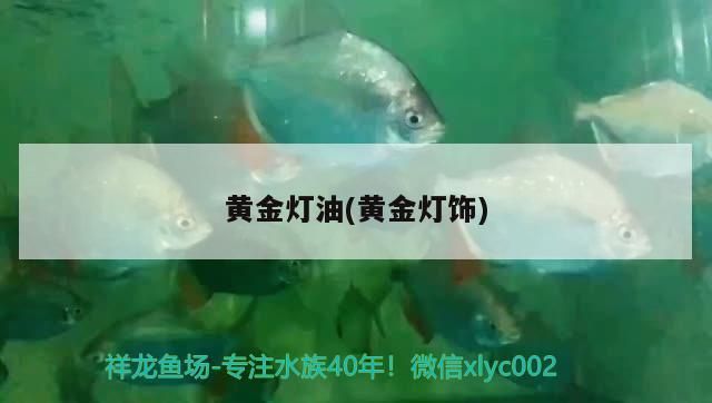 黃金燈油(黃金燈飾) 黃金燈油(黃金燈飾) 觀賞魚百科
