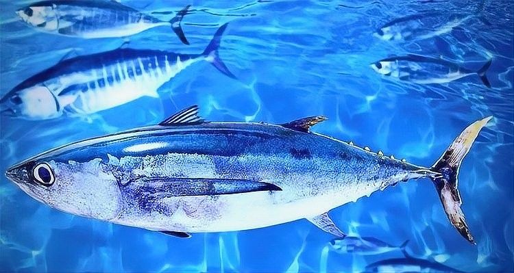 白金龍魚和雪龍魚哪個更稀有？（世界10大最昂貴的觀賞魚排行榜白金龍魚和雪龍魚哪個更有收藏價值）