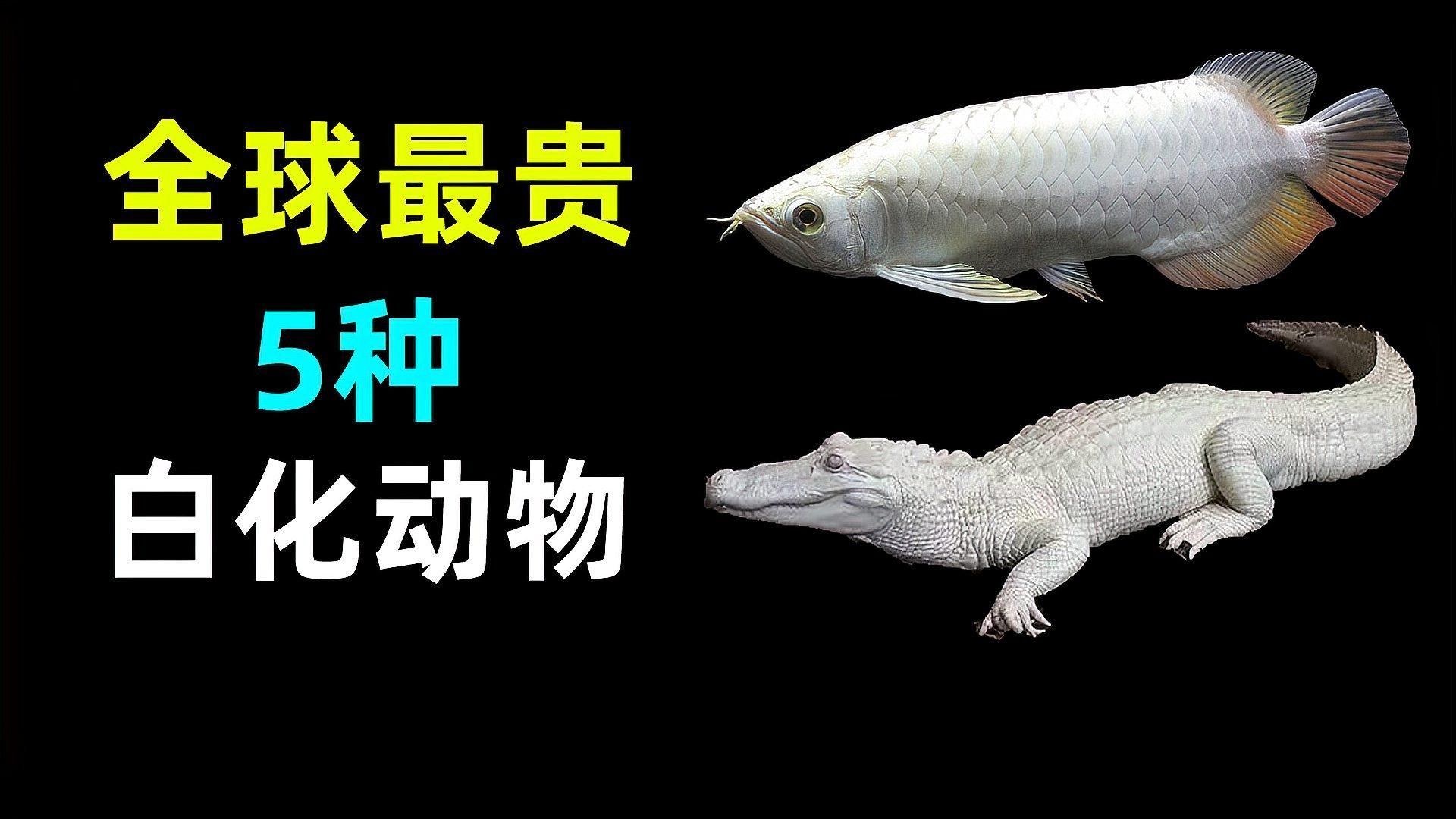 白金龍魚和雪龍魚哪個更稀有？（世界10大最昂貴的觀賞魚排行榜白金龍魚和雪龍魚哪個更有收藏價值）